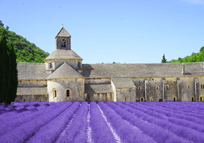 Lavender Season In France