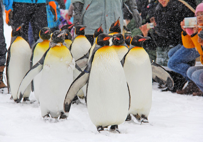 เทศกาลหิมะน้ำแข็ง Hokkaido