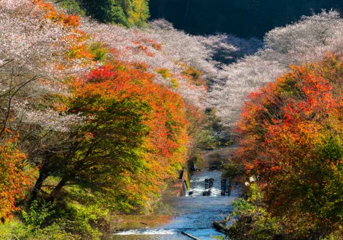 ทัวร์ญี่ปุ่น AJP61-22 OBARA KORANKEI KYOTO(241166)  