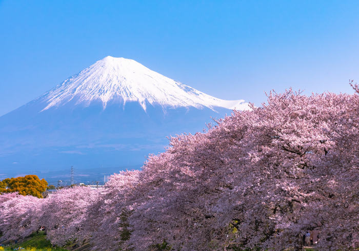 ทัวร์ญี่ปุ่น TOKYO FUJI FLOWER 6D4N (AJP61-13)