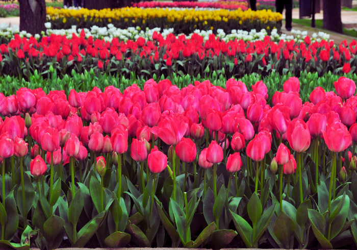 ทัวร์ตุรเคีย TURKEY TULIP DELIGHT (110666)